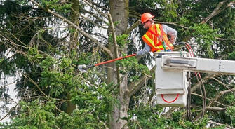 Ladder Leaders: The Tree Trimmer's Ascent to Industry Stardom