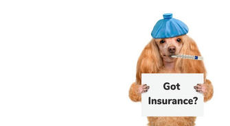 Pet Insurance: A Comprehensive Safety Net for Your Beloved Companions