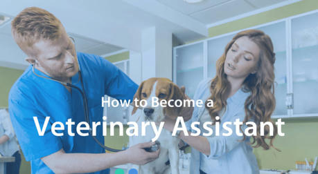 Free Veterinary Assistant Course: Give Wings to Your Animal Medicine Dream